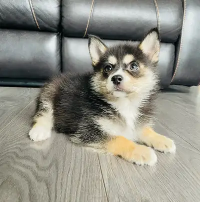 My name is Ronie Puppy Pomsky, View more