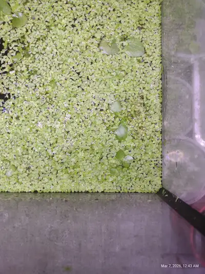 Trading Duck weed and frog bit 5 pounds of it for predatory fish, View more