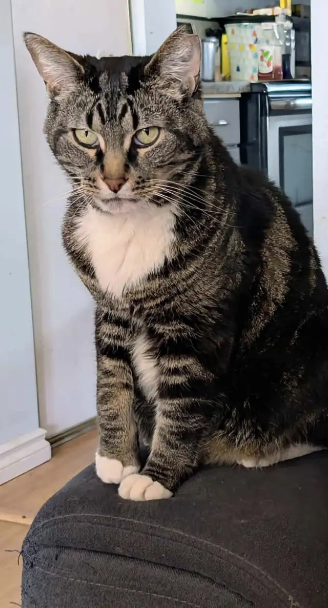 Lost  Kitty Cat64961231760643124