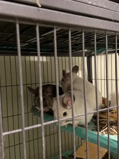 3 female chinchillas for rehome, View more