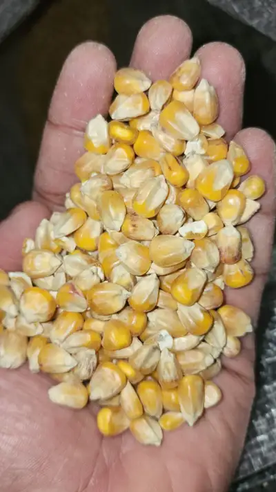 Pigeon Corn / Pigeon Grit, View more