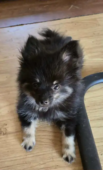 ..POMERANIAN TRY COLOUR BOY LEFT....READ AD, View more