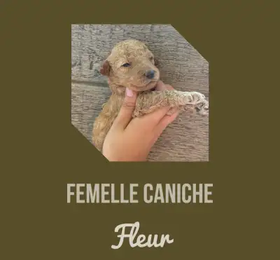 chiots caniche moyen de qualité❤️, View more