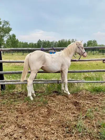 …SOLD… Cremello Colt, Voir plus