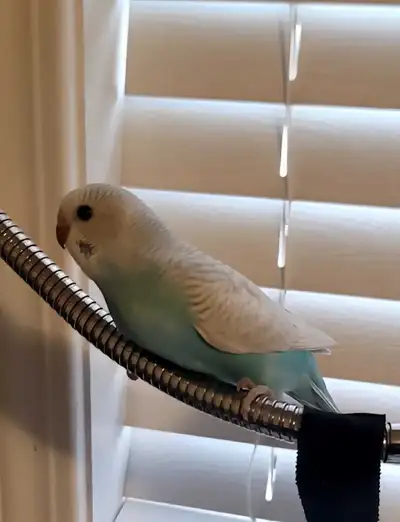 Baby Budgie Birds, View more