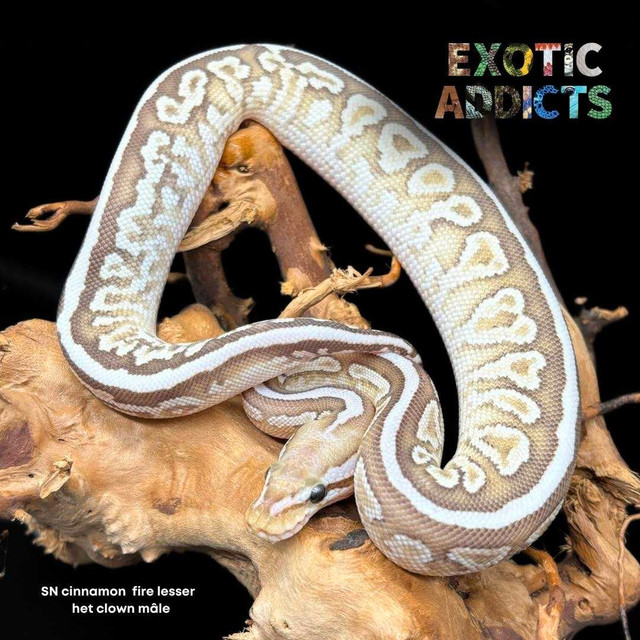 Python royal / Ball python dans Reptiles et amphibiens à adopter  à Laval/Rive Nord
