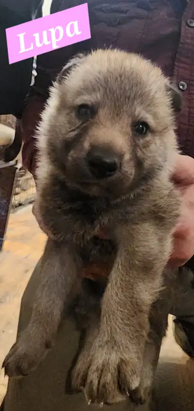 Puppy female born on 3rd of May 2025. Will be microchiped, registered AKC (Foundation Stock) & FCI P...