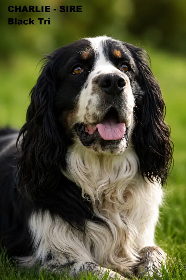 Purebred CKC English Springer Spaniel Puppies in Dogs & Puppies for Rehoming in London - Image 10