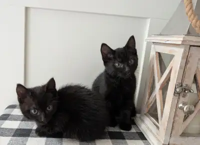 2 playful male kittens ready for their new home, View more