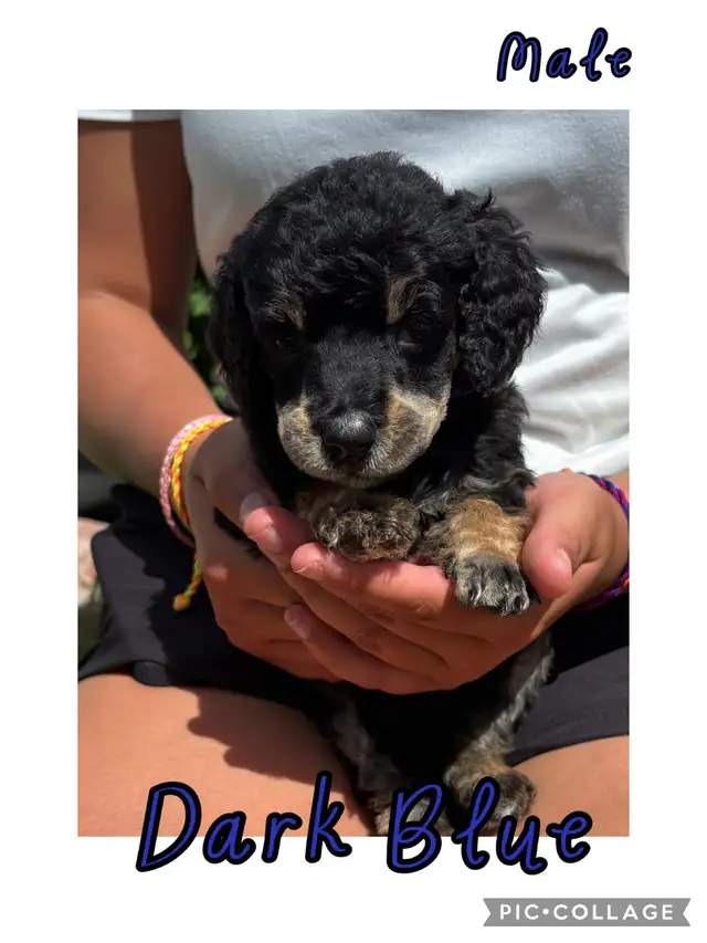 CKC Standard Poodle Pups- Prairie Belle Poodles in Dogs & Puppies for Rehoming in Calgary - Image 2