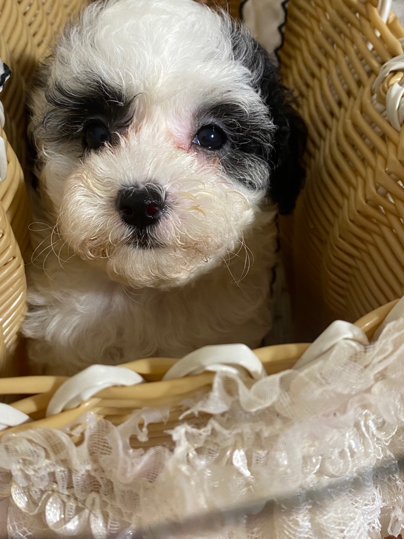 Adorable mini Toy Poodle puppies looking for new home Dogs & Puppies