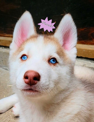CKC Registered Purebred Siberian Husky Puppies 