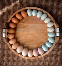 Rainbow  Hatching Eggs