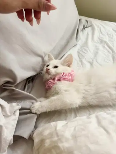 Meet our adorable 3-month-old kitten, a playful and affectionate baby girl looking for her forever h...