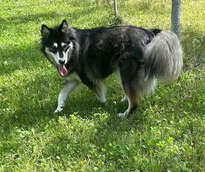 Lost Siberian Husky, wearing Red Collar, friendly. Not tags ., View more