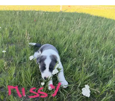 Rotti bull mastiff border collie puppies, View more