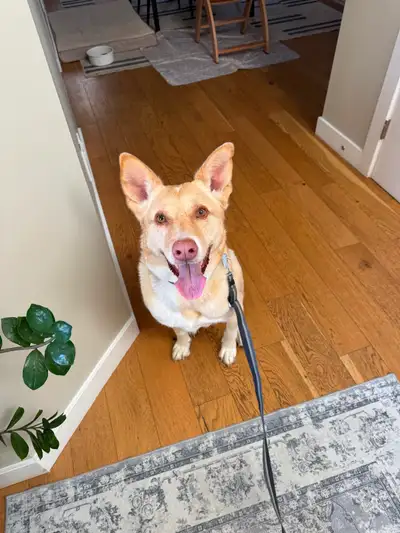 Rehoming dog -new loving parents wanted, View more