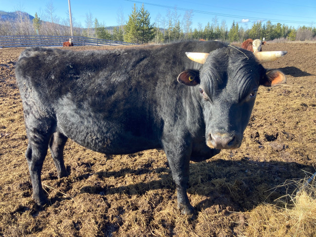 3 year old jersey bull in Other in Burns Lake - Image 2