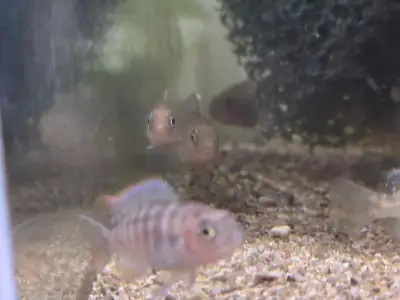 10 African chilids fry, View more