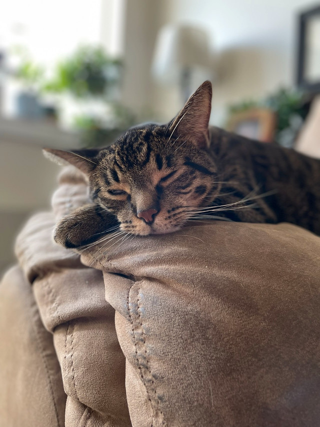 Looking to rehome my cats Cats & Kittens for Rehoming Regina Kijiji