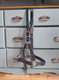 Full sized Halters and Bridle for sale