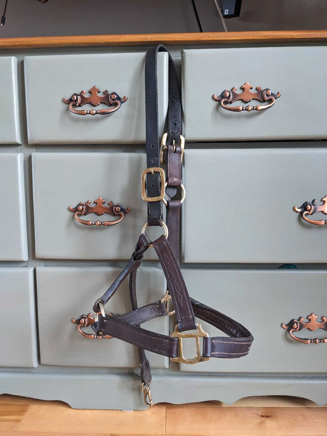 Full sized Halters and Bridle for sale in Equestrian & Livestock Accessories in Gatineau
