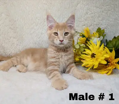 Huge Male Maine Coon Kitten, View more