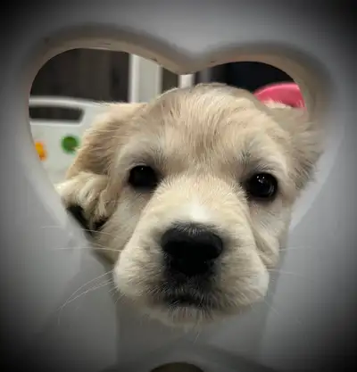 Candyville's Golden Cocker Retriever Pups, View more