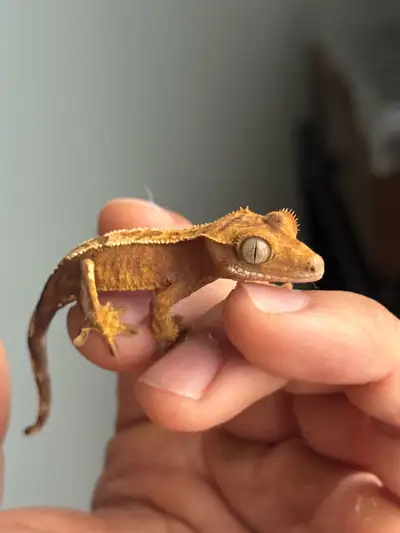 En / Fr - High White Harlequin Gecko Baby for sale, just a few weeks old. - DM for more info!