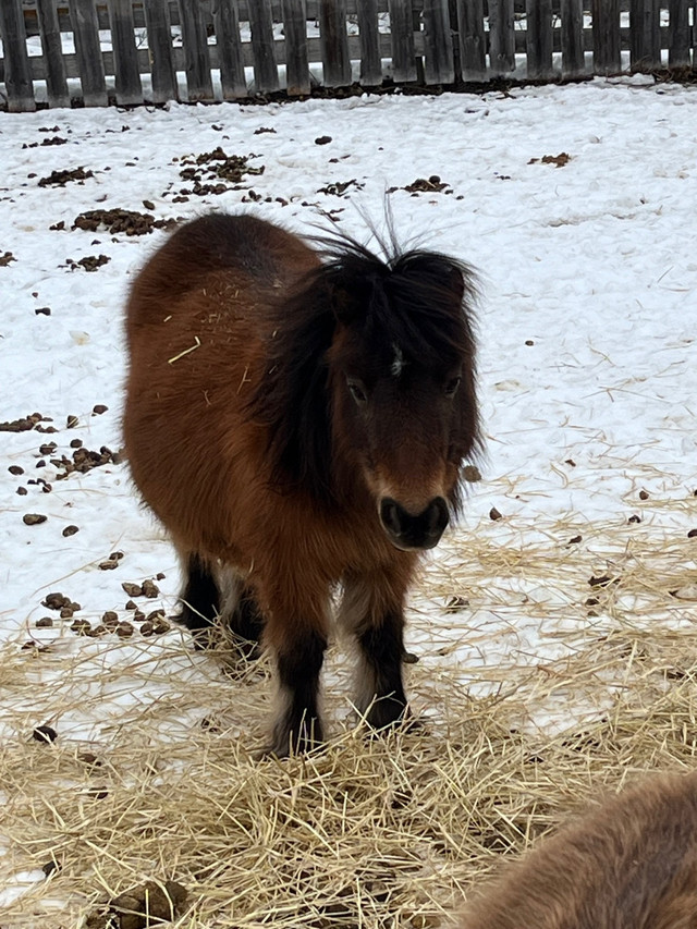 Mini Mare  in Horses & Ponies for Rehoming in Edmonton - Image 2