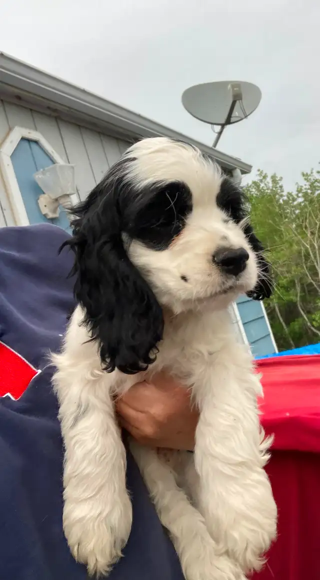 Cocker Spaniel puppies in Dogs & Puppies for Rehoming in Edmonton - Image 8