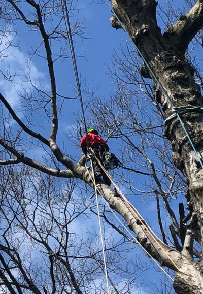 EXPERT TREE REMOVAL SERVICE 647-846-7100