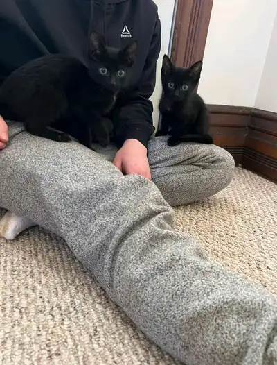 need home for kittens, View more