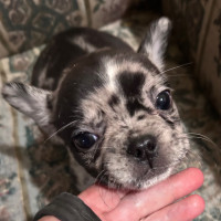 Frenchton puppies for sale