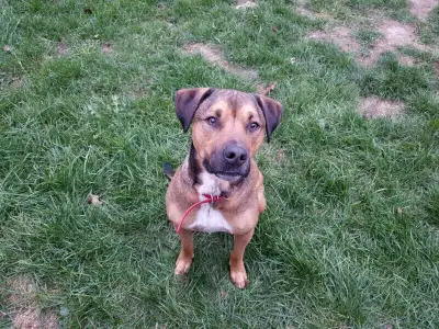 Dog Walking / Dog Boarding / Pet care of all kinds, View more