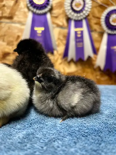 I have 9 fun fibro mix chicks looking for new brooders. Their father is an Ayam Cemani and the mothe...