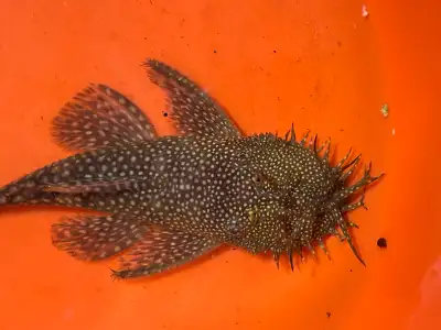 brittle nose pleco, View more