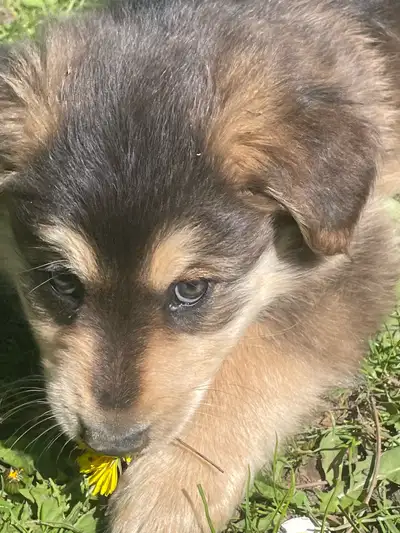 Aussie and Border Collie Puppies, View more