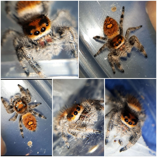 Phidippus regius jumping spiders for adoption! in Reptiles & Amphibians for Rehoming in Ottawa - Image 3