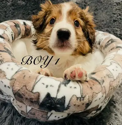 ❤️Miniature Sheltipoo pups❤️, View more