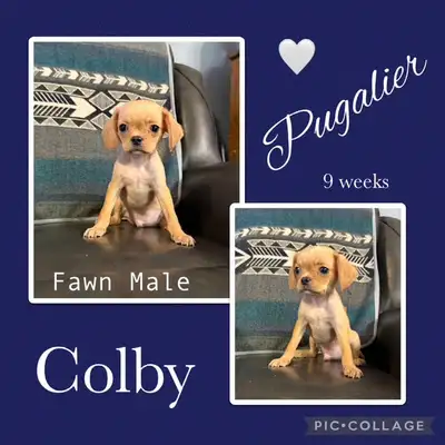 We have 4 beautiful Pugalier puppies available to great pet homes. Mom is our 100% fawn Pug and dad...