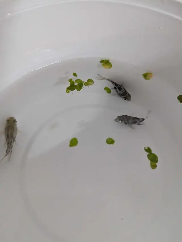 Blue polar parrot fish64628637346689120