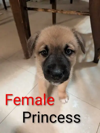 3 Siberian Huskey mix pups left, View more