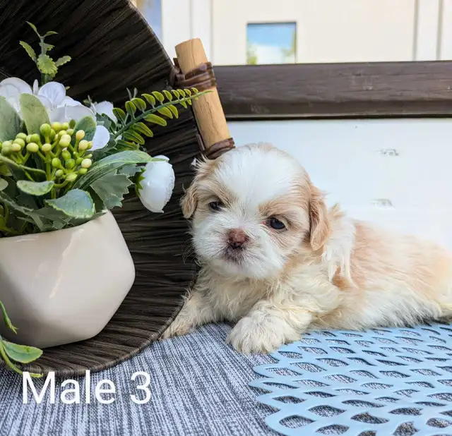 ❤️ Beautiful Shih Tzu Puppies ❤️ Ready to go today! in Dogs & Puppies for Rehoming in Winnipeg - Image 3