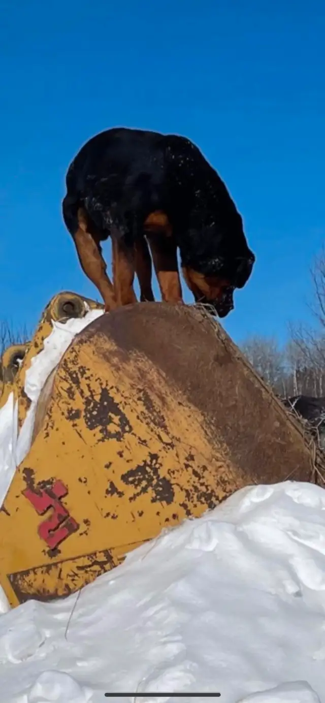 Rottweiler in Dogs & Puppies for Rehoming in Longueuil / South Shore - Image 5