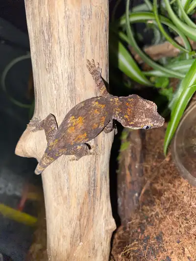 baby gargoyle gecko, View more