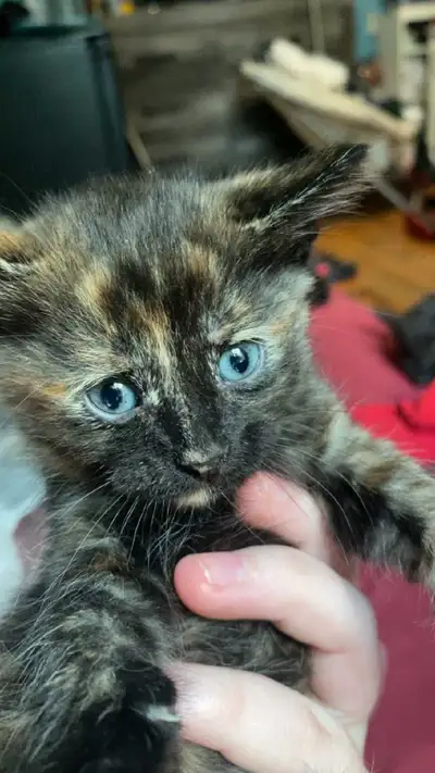 Kittens mix breed, View more