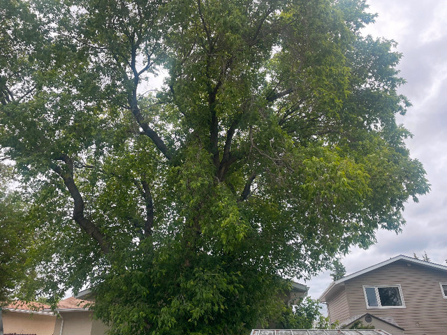Do your trees require love? - Edmonton in Lawn, Tree Maintenance & Eavestrough in Edmonton - Image 3