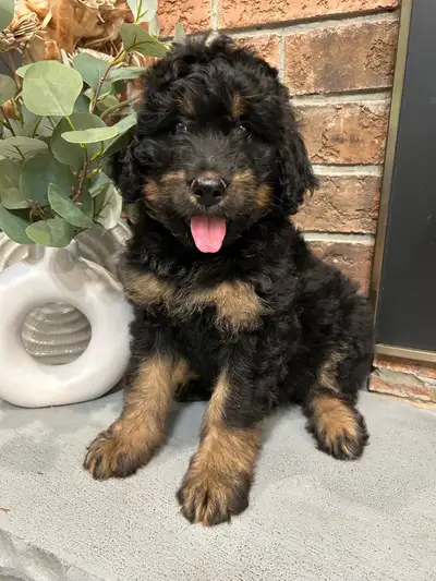 Bernedoodle , View more