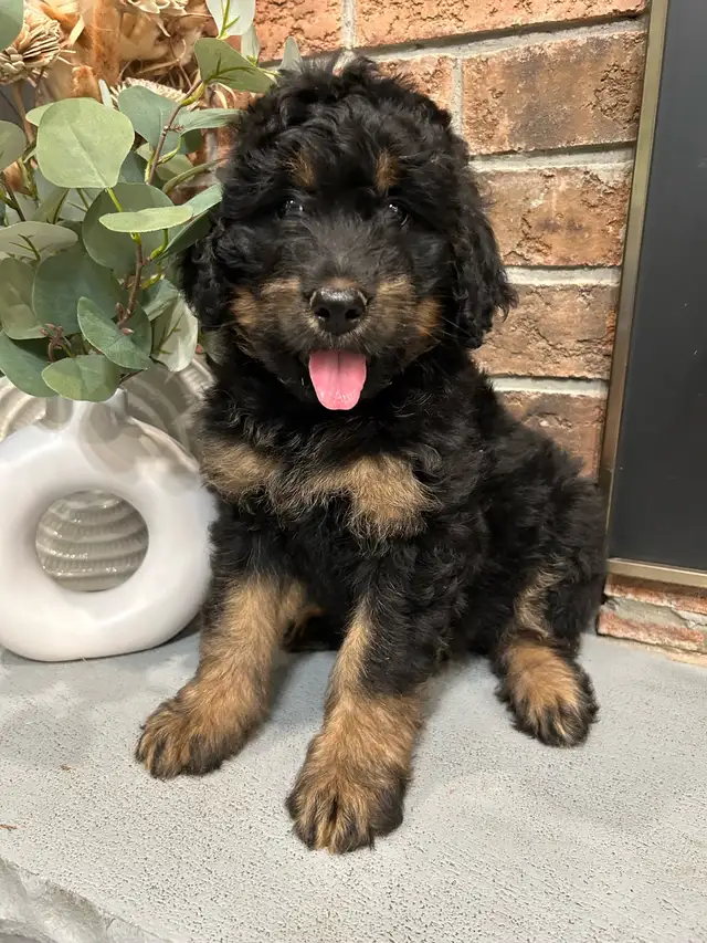 Bernedoodle in Dogs & Puppies for Rehoming in City of Toronto - Image 2